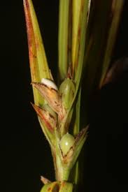 Image result for Scleria