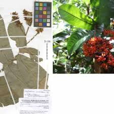 Image result for Campylospermum densiflorum