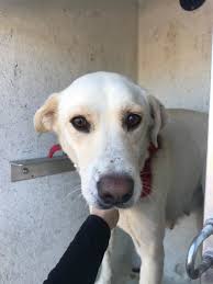 Judy Located In San Antonio Tx Has 1 Day Left To Live Adopt Him Now My Heart Is Breaking Dog Adoption Dead Dog