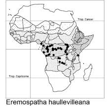Image result for Eremospatha haullevilleana