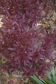 Image result for Iresine lindenii