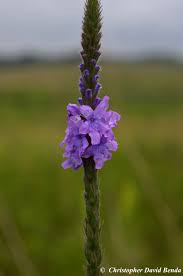 Image result for Fuirena stricta