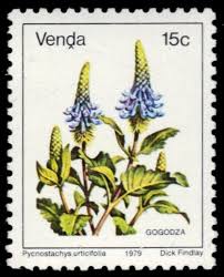 Image result for Pycnostachys