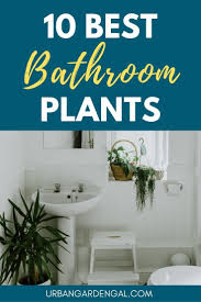 10 Best Bathroom Plants Urban Garden Gal Best Bathroom Plants Bathroom Plants Amazing Bathrooms