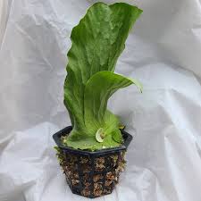 Image result for Platycerium elephantotis