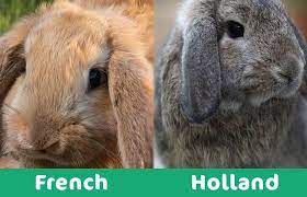 I don't think their personalities are better than many other breeds, but they have instant appeal to most people while other breeds don't. French Lop Vs Holland Lop What S The Difference With Pictures Pet Keen