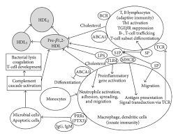 High Density Lipoproteins And The Immune System