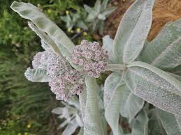 Image result for Asclepias longissima