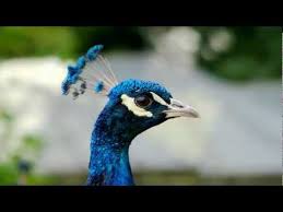 Bird With Colorful Feathers On Head Panasonic Lumix Fz200 Getting The Best Image Quality Youtube Male Peacock Peacock Peacock Art