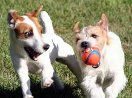 More images for show me pictures of jack russells » Jack Russell Terrier Jrtca Picture Gallery