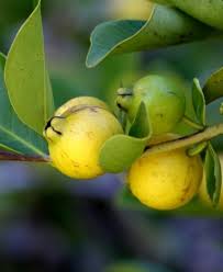 Fruit trees can be planted any time of year as long as the soil is not frozen and the temperatures have not reached their peak. Lemon Guava Fruit Trees For Sale Fruit Trees Fruit