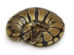 If all is well and your ball python is receiving the proper diet and living conditions it requires then they will shed periodically in this time frame. Ball Python Care Guide Pethelpful