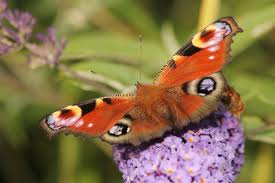 Butterflies Are Some Of The Most Obvious And Beautiful Insect Visitors To Our Gardens In The Uk There Are About 60 Spec Insects Big Garden Birdwatch Wildlife