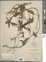 Image result for Psophocarpus lancifolius