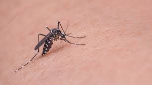 We will work in partnership with you to keep your business safe reducing the risk of product contamination. Pest Control Bg Mosquitito Mosquito Trap A Baur Co Pvt Ltd