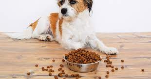 If you are in a hurry, directly below is a quick list of the best and. After Fda Warning About Grain Free Pet Food What S Safe To Feed Our Pets