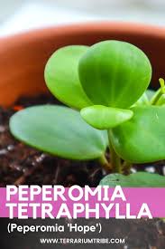 Check spelling or type a new query. Peperomia Hope The Ultimate Plant Care Guide Terrarium Tribe