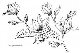 Magnolia Fleur Dessin Illustration V 2020 G Risunki Cvetov Cvetochnyj Risunok Tatuirovki S Magnoliyami