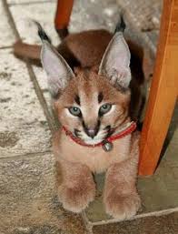 There is something about the presence of a cat. Lynx Cat Pet For Sale Pet S Gallery