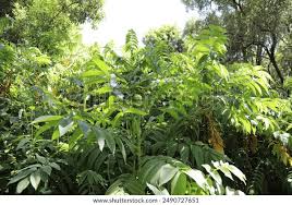 Image result for Hagenia