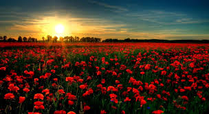 Yellow flower field mobile and iphone wallpaper. Flower Field Wallpapers Wallpaper Cave