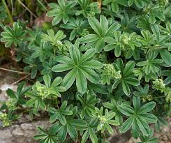 Image result for Alchemilla johnstonii