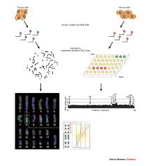 Diagram of cytogenetic testing comparing tumor and normal cells: karyotype, microarray, and genomic copy-number profile