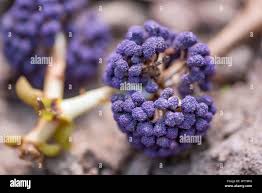 Image result for Memecylon myrianthum