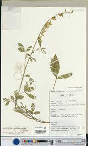 Image result for Crotalaria cylindrocarpa