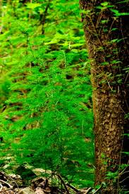 Image result for Asparagus migeodii