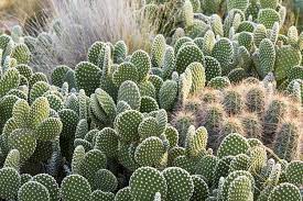 Ocotillo looks a lot like cactus, but it is not a true cactus. 21 Best Cactus Plants To Grow In Your Garden