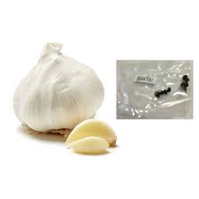 Garlic is one of those things that i just can't get enough of. Garlic Bulb Vegetable Plant Seeds Shopee Philippines