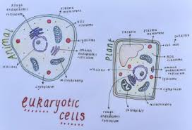 Check spelling or type a new query. Https Www Mytutor Co Uk Answers 19847 A Level Biology What S The Difference Between A Prokaryotic And A Eukaryotic Cell