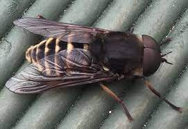 Male Dark Giant Horse Fly From The Uk What S That Bug