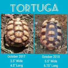 Tortuga Has Grown A Lot The Last Year
