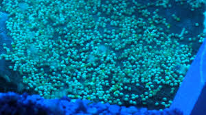 Oscar Fish Eggs Hatching Baby Fry Hatch On 3rd Day Oscar Fish Baby Fish Fish