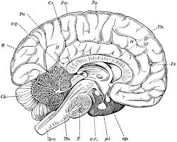 Essentially, nerve cells, also known as a neurons, are the active component of the nervous system. Brain Diagram Blank Free Brain Diagram Blank Png Transparent Images 45953 Pngio