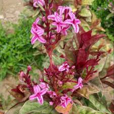 Check spelling or type a new query. Tumbuhan Cantik Tanaman Hias Bunga Melati Jepang Merah Alami Subur Shopee Indonesia