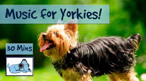 Click the small x to the right of a group's name and shelter # to report an error. Music For Yorkies Relax Your Yorkshire Terrier With Relaxing Dog Music Chill Out Your Yorkie Youtube