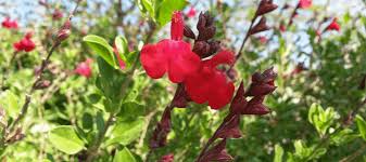 Check spelling or type a new query. Heat Tolerant Plants For Texas Abc Blog