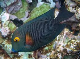 Image result for Oxyanthus strigosus