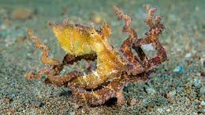 Algae Octopus Abdopus Aculeatus Octopus Nature Aquarium Cephalopod