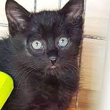 Pin Auf Katze Adoptieren Aus Dem Tierheim