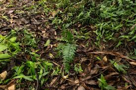Image result for Asplenium gemmascens