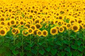 How To Care For Sunflowers Inside