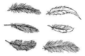 Maybe you would like to learn more about one of these? 6 Feather Drawing Png Transparent Onlygfx Com