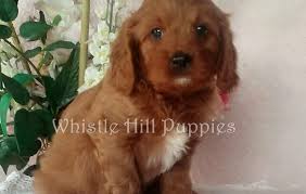 Pups te koop aangeboden op puppyplaats.nl, puppyplaats is de plaats voor het vinden en aanbieden van leuke pups! Cavapoo Puppies Whistle Hill Puppies Cavapoo Puppies Cavapoo Cavapoo Puppies For Sale