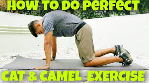 How to do camel pose in yoga. Cat And Camel Exercise How To Do Cat And Camel Pose Exercise Form And Technique Youtube