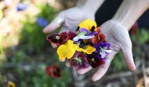 Send a beautiful bouquet to bustling johannesburg or historic pretoria or a delightful arrangement to send to cape town or port elizabeth. Spring Flowers How To Forage Eat And Use Them For Healing
