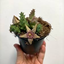 Image result for Euphorbia halipedicola